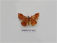 藏品(尺蛾282)的圖片